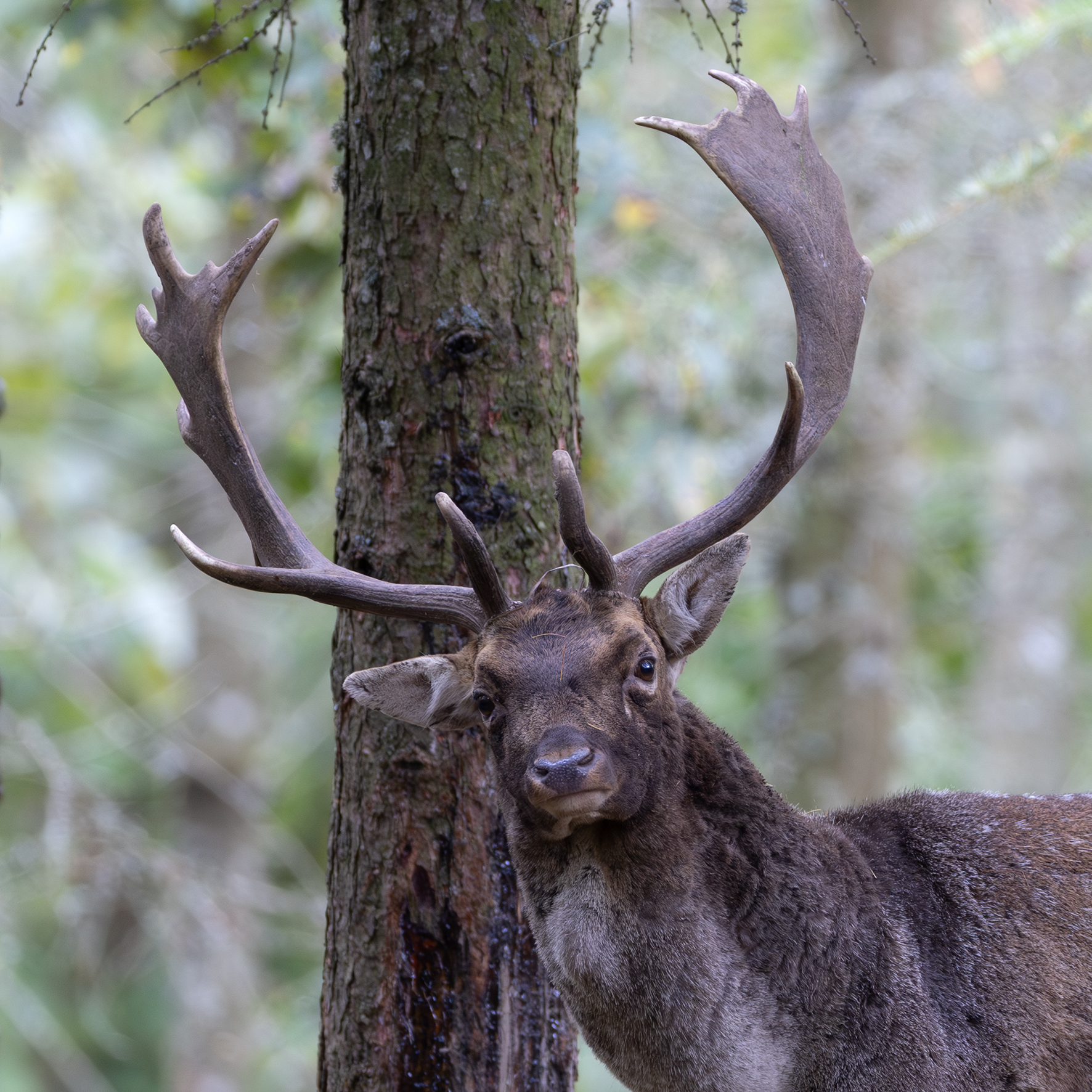 Nu brunstar dovhjorten