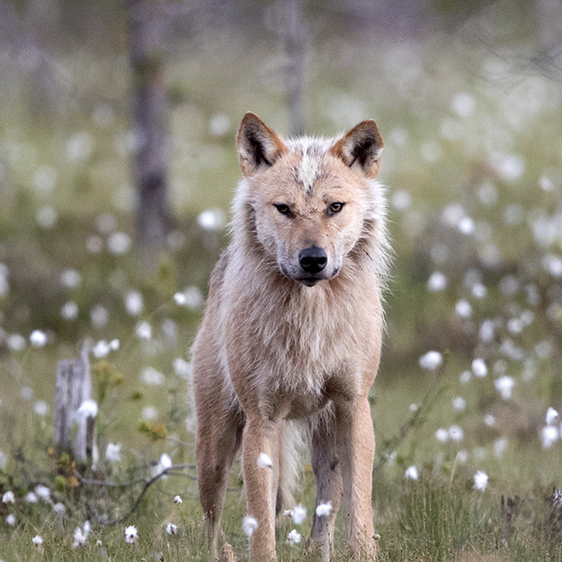Föreläsning i Söderåsens nationalpark
